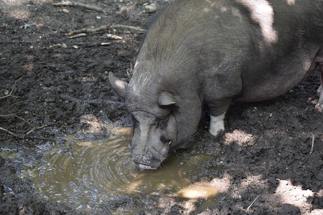 发展窗口 发展窗口