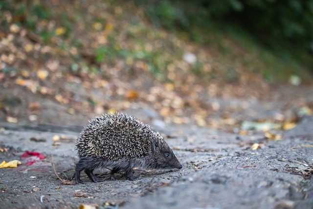 廣東體系的 廣東體系的